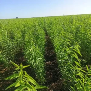 Semente Crotalária Juncea