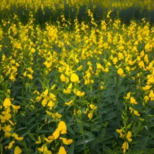Semente Crotalária Juncea Saco 20 Kg