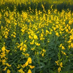 Semente Crotalária Juncea Saco 5 Kg