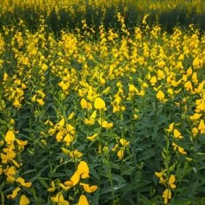 Semente Crotalária Juncea Saco 500 G